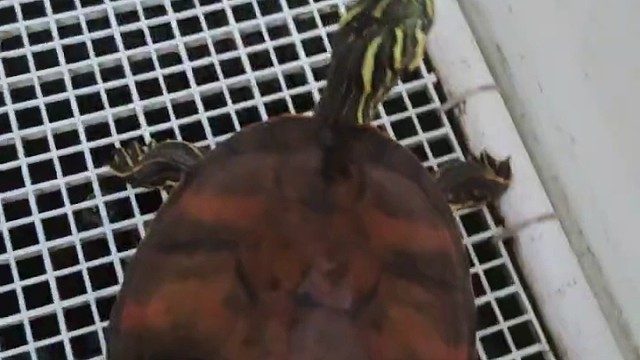 花生，好看吧？没错！