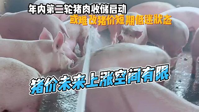 年内第二轮猪肉收储启动或难改猪价短期低迷状态猪价未来上涨空间有限#猪价行情#养猪人#养殖