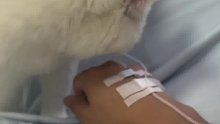 猫咪陪主人输液蹭来蹭去 一不留神把针头拔了 网友：穿白衣服的不一定是白衣天使