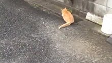 真实躲猫猫，简直可爱到昏厥