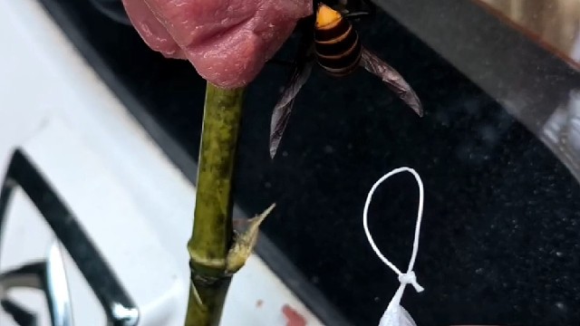 全网第一个无人机追马蜂