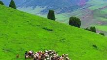 唯有青山与君眸，相逢不改旧时青#美丽的草原风光无限 #一起享受大自然的美 #牧区风景