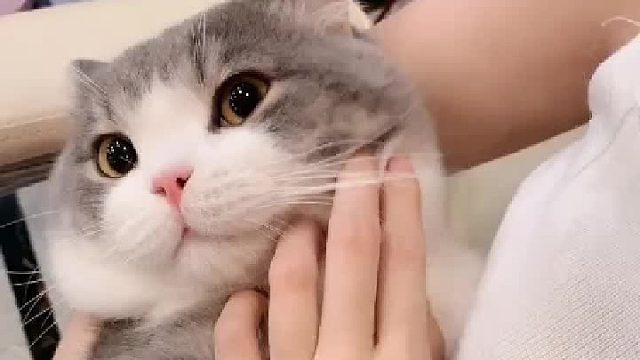 又乖又可爱的土豆