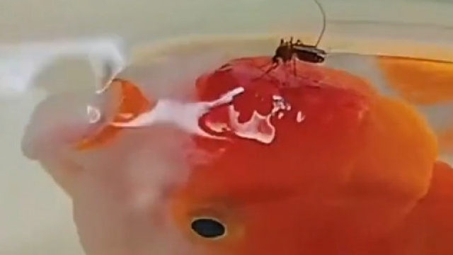 蚊子趴在金鱼脑袋上叮咬，这要怎么挠痒痒？