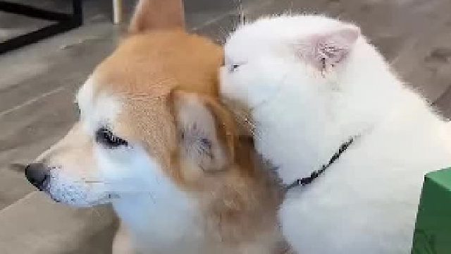 看来这么多年还是舔出了真感情