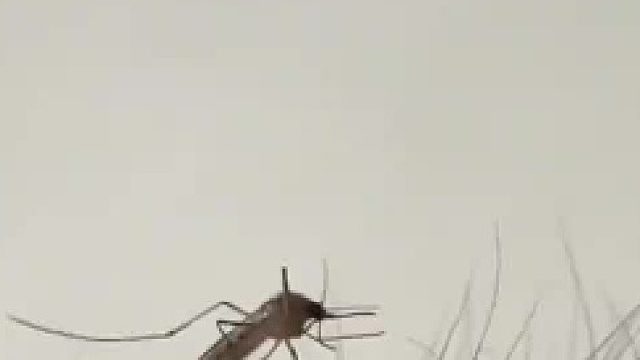 蚊子：“张不开嘴，迈不开腿”