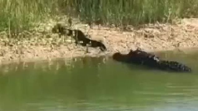 上来就是一顿爆炒