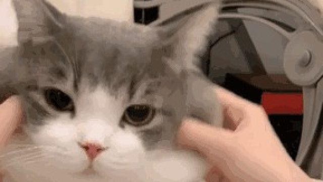 56万过忍考459，是全网最低战过的吗？