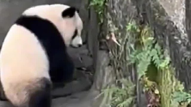 大熊猫渝爱对小鸟穷追不舍，想和它“交朋友”