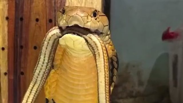 原来眼镜王蛇的声音是这样的，像发动机又像雷鸣声，威慑力十足