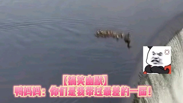 【搞笑幽默】鸭妈妈：你们是我带过最差的一届！