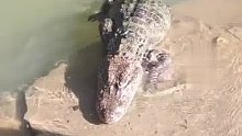 扬子鳄连着六口都没咬到食物