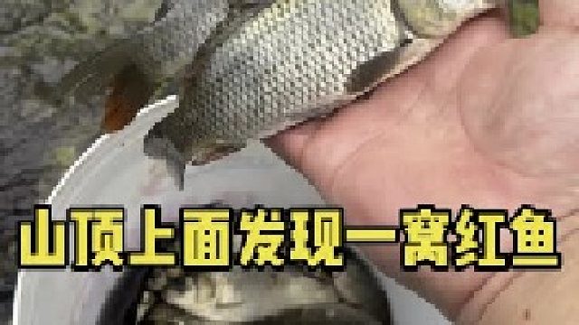 山顶上面发现一窝红鱼