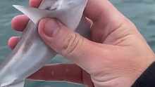 男子在海里钓鱼时，捞上来一条鲨鱼宝宝