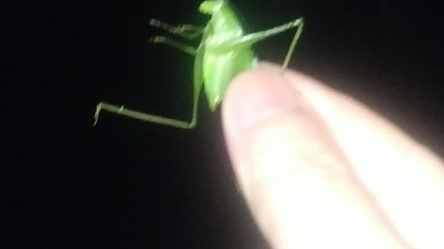 宠物篇-可爱的小蜘蛛2