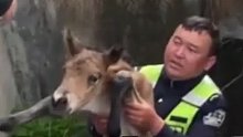 交警、游客合力救出小马