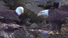 白头海雕争夺食物