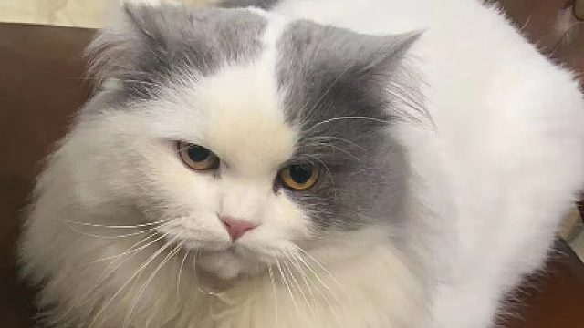 带萌新嘎嘎乱杀