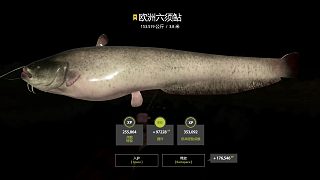 博雷開光4分紅入戶星豬