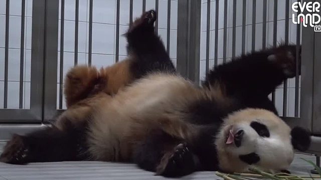 一起来看双胞胎熊猫宝宝的诞生！