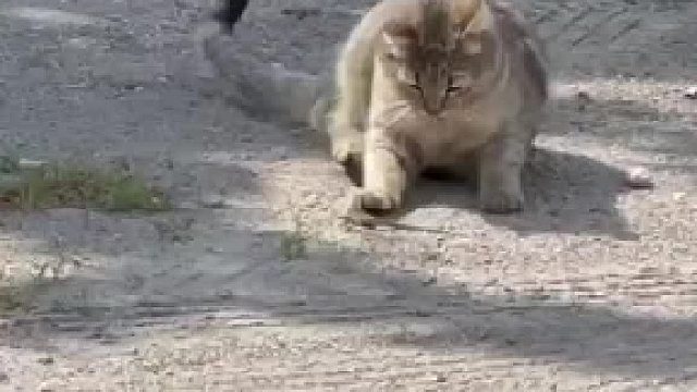 猫咪：这是我干的吗？