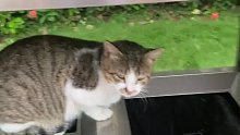 猫猫真的很聪明的 不过在垃圾桶上躲雨好好笑