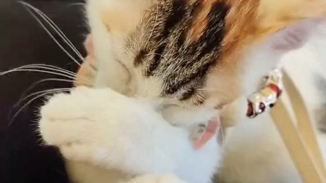 与流浪猫的故事