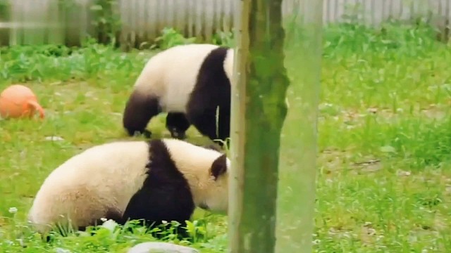 爱喝盆盆奶的小团子们