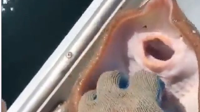 这鱼也太可爱了吧