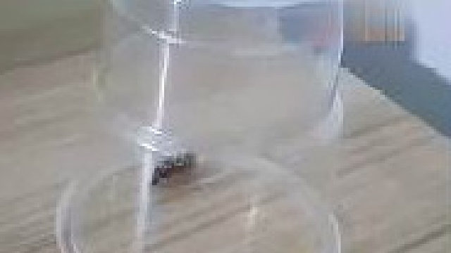 打不死的小强，蟑螂的繁殖力特别强