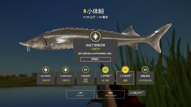 蹲短头梭鲃碰瓷第二条星小体鲟