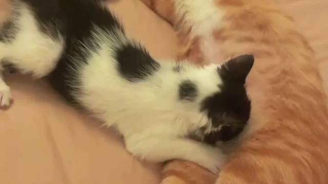 公猫被迫当上奶猫妈