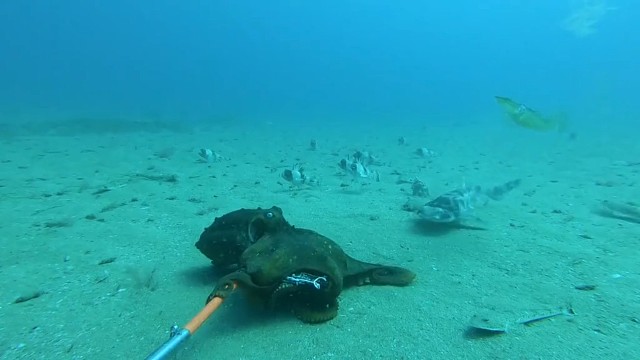 你以为鲨鱼跟厉害？那你就错了