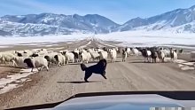 男子行车遇上羊群过马路，牧羊犬直接挡在车前护送羊群！