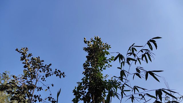 秋天，最好吃的食物当属玉米，清水煮玉米，是最原汁原味的吃法，完美保留了玉米的风味！