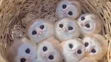 一窝猫头鹰宝宝，太可爱了，像一团团棉花球……