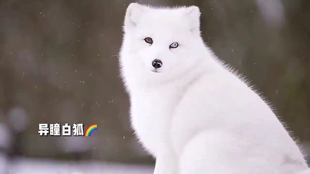 收集了这么多幸运且浪漫的场景，当然要分享给你了