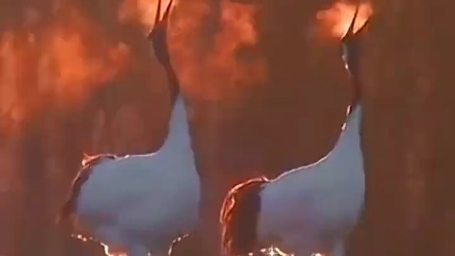 夕阳下的仙鹤吐息，这么绝美且幸运的一幕当然要分享给你啦