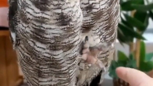 干哈！？再碰，我挠你