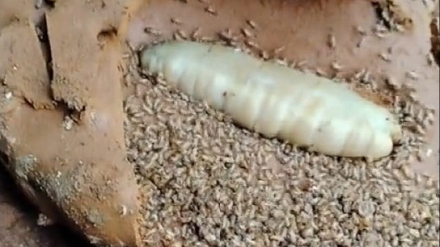 蚁后也挺不容易的呀，一辈子都在生孩子