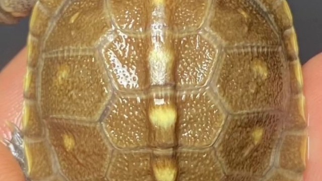 广交天下龟友，欢迎探讨交流