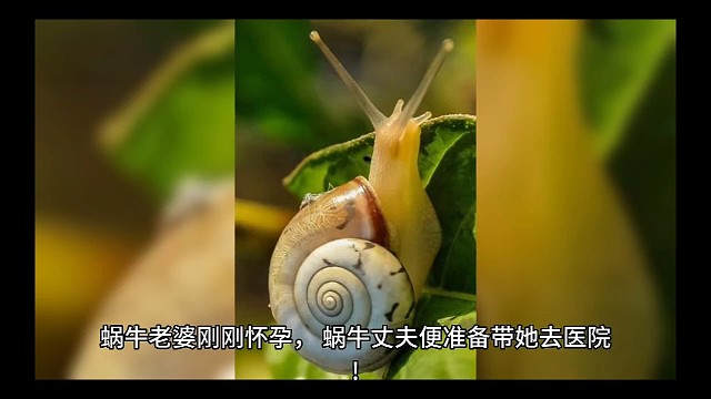 蜗牛丈夫真是周到呀