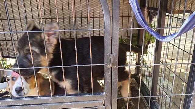 兄弟们晚上再播，今天要去领养一只狗狗。