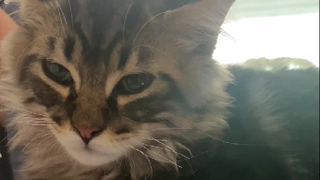 好运小猫来咯！！#萌宠出道计划#好运小猫#猫咪