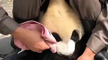 饲养员给大熊猫擦嘴，动作迅疾如风！像极了“杀猪”现场