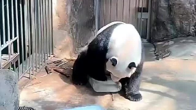 萌二摔冰做冰镇竹子