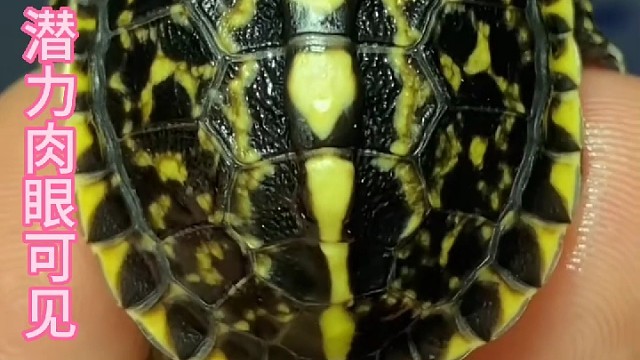 满花大金纹，养定开食大佛苗。