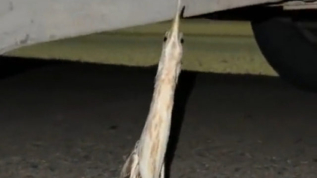 狗东西，吓我一跳