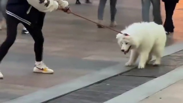 瓶盖可以打不开，狗必须抱回家