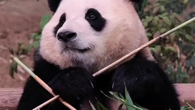 熊猫福宝明年要回国了七月份